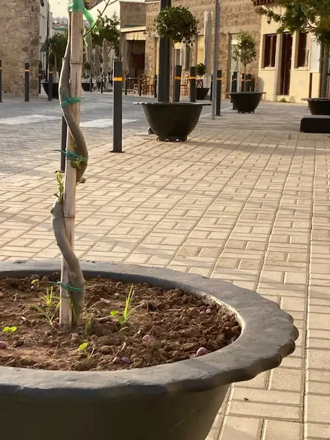 fioriera_iris_piazza_jardinera_iris.jpg